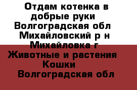 Отдам котенка в добрые руки - Волгоградская обл., Михайловский р-н, Михайловка г. Животные и растения » Кошки   . Волгоградская обл.